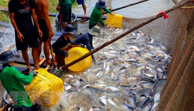 Provincia vietnamita amplía área de cultivo de peces Tra ảnh 1 Provincia vietnamita amplía área de cultivo de peces Tra ảnh 1