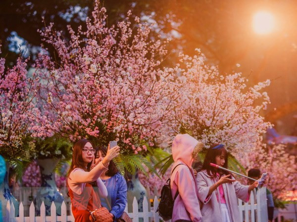 Festivales de flores de cerezo marcan aniversario de relación Japón- Vietnam ảnh 1 Festivales de flores de cerezo marcan aniversario de relación Japón- Vietnam ảnh 1