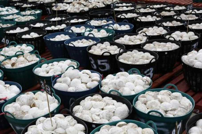 Tailandia emitirá bonos para apoyar a productores de caucho ảnh 1