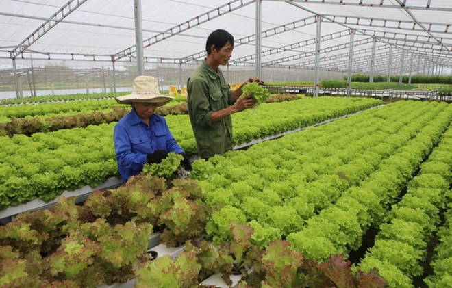 Vietnam busca exportar más productos agrícolas a Sudcorea ảnh 1 Vietnam busca exportar más productos agrícolas a Sudcorea ảnh 1