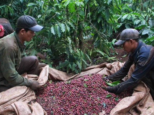 Vietnam participa en feria de té y café en Singapur ảnh 1
