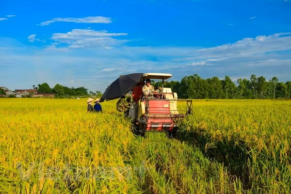 Delta de Mekong inicia cosecha de verano- otoño de arroz ảnh 1