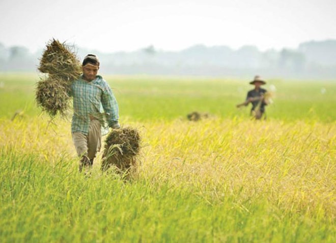 FIDA ayuda a Myanmar a mejorar ingresos de los agricultores ảnh 1 FIDA ayuda a Myanmar a mejorar ingresos de los agricultores ảnh 1