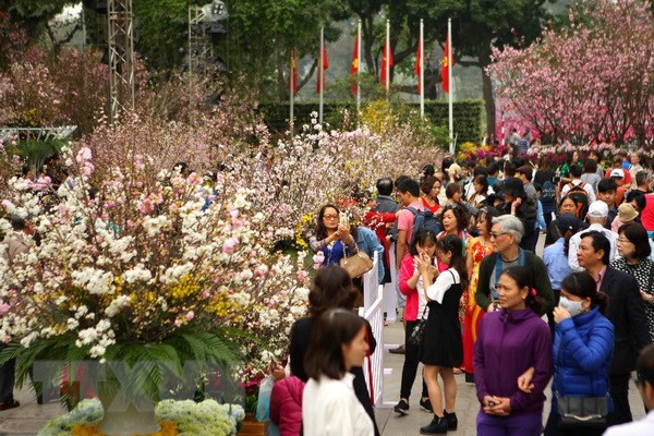 Festival de flores de cerezo en Hanoi se extiende hasta hoy ảnh 1 Festival de flores de cerezo en Hanoi se extiende hasta hoy ảnh 1