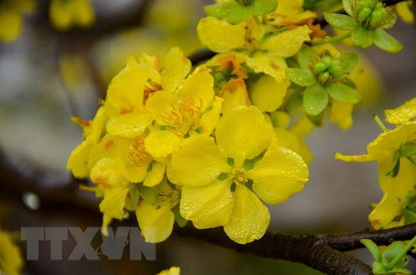 Festival de flores de Vietnam y Japón reforzará vínculos ảnh 1