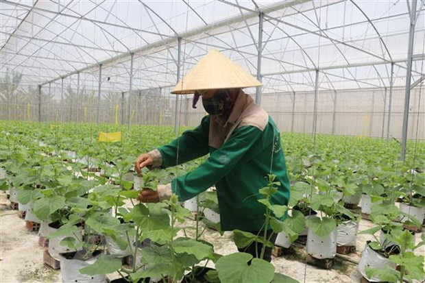 Vietnam por invertir en campesinos para desarrollar agricultura ảnh 1 Vietnam por invertir en campesinos para desarrollar agricultura ảnh 1
