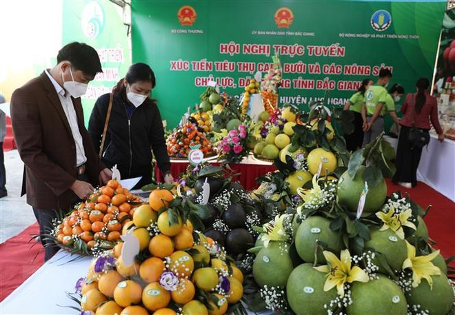 Provincia vietnamita de Bac Giang promueve consumo de productos agrícolas en plataformas electrónicos ảnh 2 Provincia vietnamita de Bac Giang promueve consumo de productos agrícolas en plataformas electrónicos ảnh 2