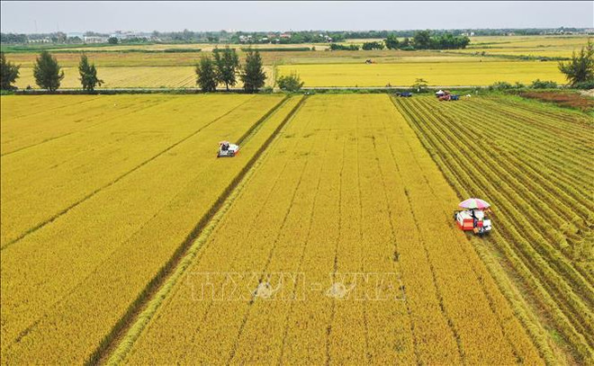 Vietnam avanza hacia una agricultura responsable ảnh 1 Vietnam avanza hacia una agricultura responsable ảnh 1
