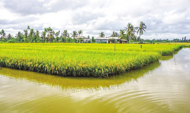 Vietnam dedicará 200 mil hectáreas para cultivo de camarón-arroz en 2022 ảnh 1 Vietnam dedicará 200 mil hectáreas para cultivo de camarón-arroz en 2022 ảnh 1