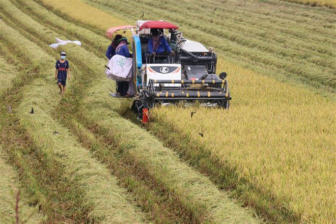 Anuncian Estrategia de agricultura y desarrollo rural sostenible de Vietnam ảnh 1