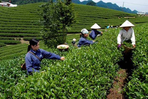 Provincia vietnamita de Phu Tho aspira a convertir té en alimento agrícola clave ảnh 1 Provincia vietnamita de Phu Tho aspira a convertir té en alimento agrícola clave ảnh 1