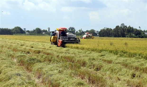 Provincia survietnamita de Kien Giang busca aumentar valor de exportaciones ảnh 1