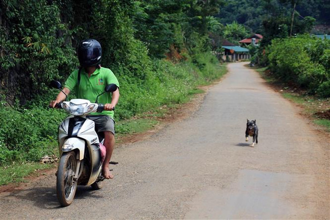Vietnam por elevar la conciencia pública sobre enfermedad de la rabia ảnh 1 Vietnam por elevar la conciencia pública sobre enfermedad de la rabia ảnh 1