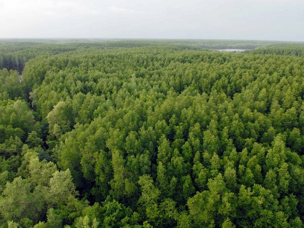 Buscan convertir a Can Gio en área urbana ecológica de Vietnam ảnh 1 Buscan convertir a Can Gio en área urbana ecológica de Vietnam ảnh 1