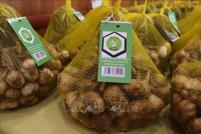 Otorgan indicación geográfica al ajo de provincia vietnamita de Bac Ninh ảnh 1 Otorgan indicación geográfica al ajo de provincia vietnamita de Bac Ninh ảnh 1