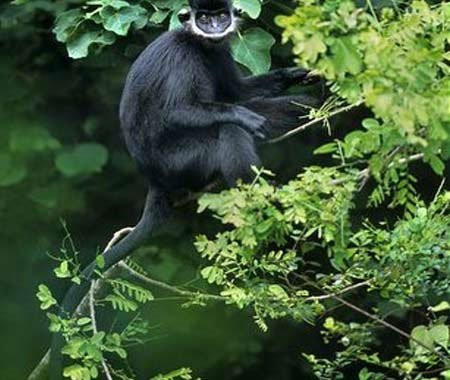 Premier vietnamita llama a proteger langures en peligro de extinción en Ha Nam ảnh 1 Premier vietnamita llama a proteger langures en peligro de extinción en Ha Nam ảnh 1