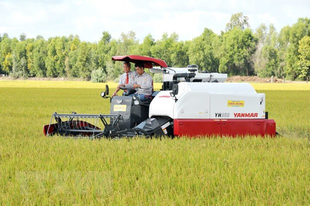 Exportará provincia survietnamita 126 toneladas de arroz a Unión Europea ảnh 1 Exportará provincia survietnamita 126 toneladas de arroz a Unión Europea ảnh 1