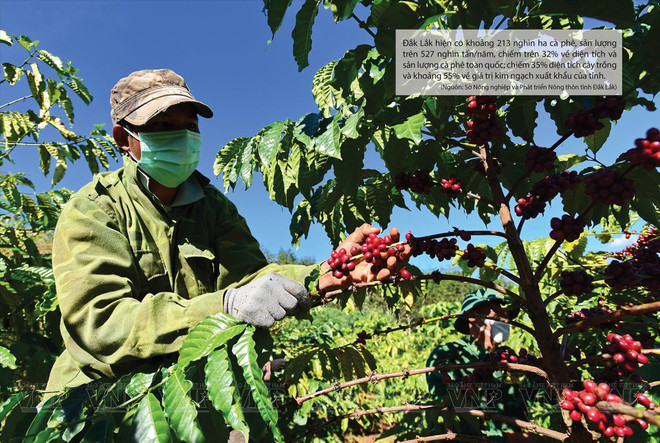 Buon Ma Thuot: destino de café del mundo ảnh 1