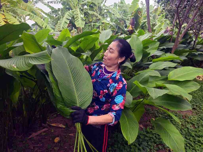 Visitan aldea productora de hojas dong en Hanoi con motivo del Tet 2024 ảnh 1 Visitan aldea productora de hojas dong en Hanoi con motivo del Tet 2024 ảnh 1