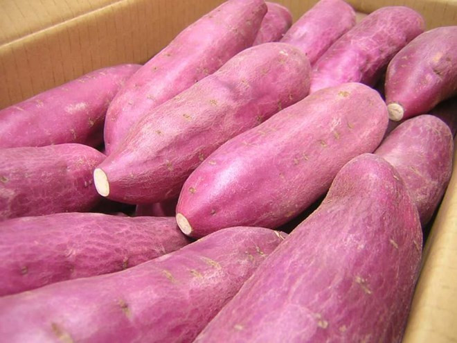 Certifican como sanas batatas de Vietnam exportadas a Singapur ảnh 1 Certifican como sanas batatas de Vietnam exportadas a Singapur ảnh 1
