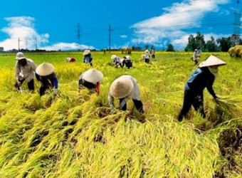 Vietnam abre concurso para buscar nuevos modelos de cooperativas ảnh 1