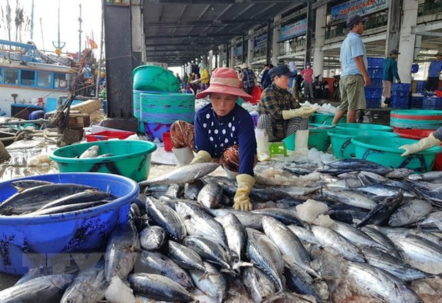 Pescadores de provincia vietnamita en temporada de cosecha de atún ảnh 1