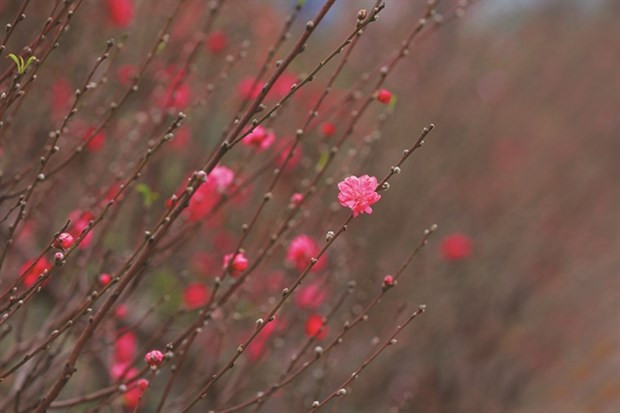Ajetreo en la aldea de melocotón de Nhat Tan en vísperas del Tet vietnamita ảnh 1 Ajetreo en la aldea de melocotón de Nhat Tan en vísperas del Tet vietnamita ảnh 1