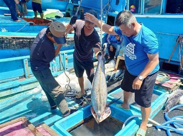 Exportaciones de atún de Vietnam a Estados Unidos disfrutan de crecimiento estable ảnh 1 Exportaciones de atún de Vietnam a Estados Unidos disfrutan de crecimiento estable ảnh 1
