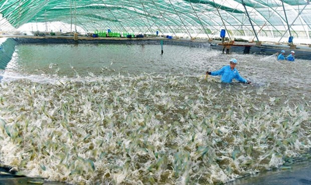 Vietnam busca soluciones para el desarrollo sostenible de la industria pesquera ảnh 1 Vietnam busca soluciones para el desarrollo sostenible de la industria pesquera ảnh 1