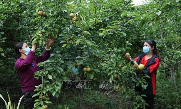 Vietnam por cumplir meta de reducción sostenible de la pobreza ảnh 1 Vietnam por cumplir meta de reducción sostenible de la pobreza ảnh 1