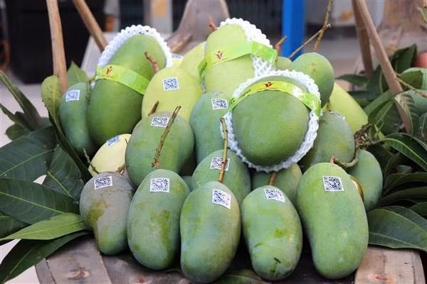 An Giang exporta mangos de cáscara verde a Australia y EE.UU. ảnh 1