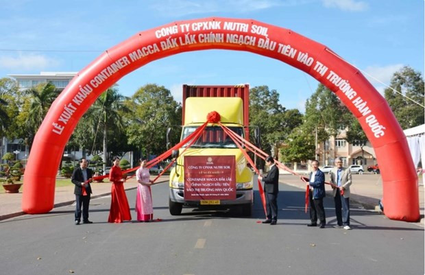 Dak Lak exporta primer lote de macadamia a Corea del Sur ảnh 1 Dak Lak exporta primer lote de macadamia a Corea del Sur ảnh 1