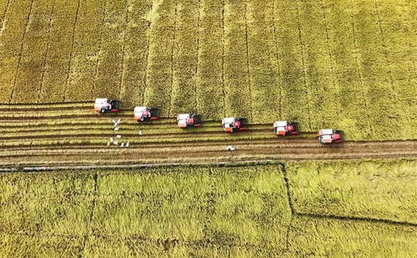 Vietnam exporta 8,3 millones de toneladas de arroz en 2023 ảnh 2 Vietnam exporta 8,3 millones de toneladas de arroz en 2023 ảnh 2