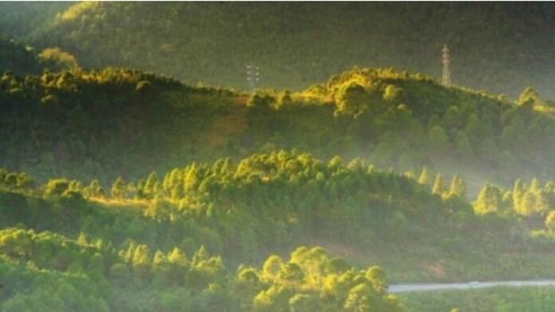 Myanmar trabaja por conservar los bosques para proteger la biodiversidad ảnh 1 Myanmar trabaja por conservar los bosques para proteger la biodiversidad ảnh 1