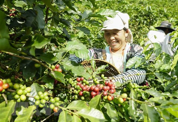Exportaciones de café de Vietnam a Países Bajos disfrutan de alza de tres dígitos ảnh 1 Exportaciones de café de Vietnam a Países Bajos disfrutan de alza de tres dígitos ảnh 1