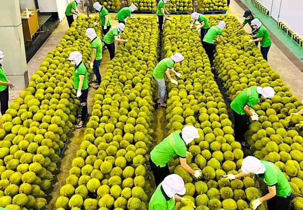 Vietnam impulsa exportación al mercado chino ảnh 1 Vietnam impulsa exportación al mercado chino ảnh 1