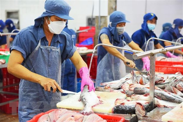 Prevén recuperación de exportaciones de pescado Tra en tercer trimestre ảnh 1 Prevén recuperación de exportaciones de pescado Tra en tercer trimestre ảnh 1