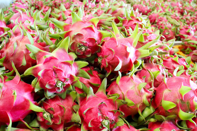 Exportaciones de pitahaya de Vietnam alcanzaron 47 millones de dólares ảnh 1