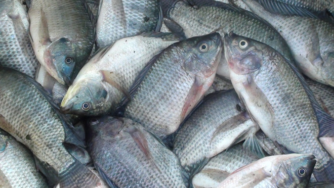 Indonesia aumenta la producción de tilapia para satisfacer la demanda mundial ảnh 1