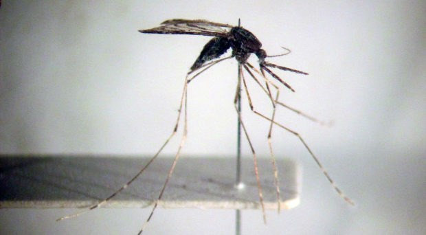 Vietnam se esfuerza por eliminar malaria para 2030 ảnh 1