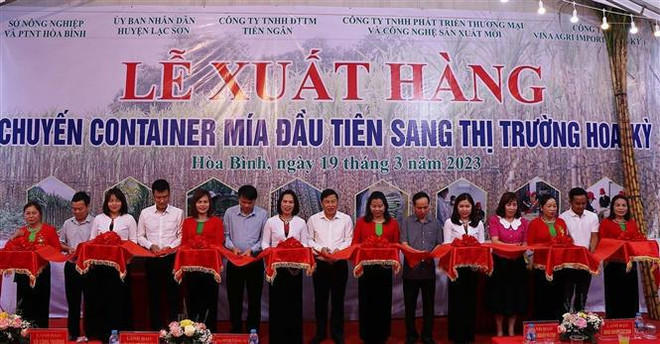 Provincia vietnamita exporta primer lote de caña de azúcar fresca a Estados Unidos ảnh 1 Provincia vietnamita exporta primer lote de caña de azúcar fresca a Estados Unidos ảnh 1