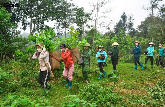 Siembran árboles en provincia vietnamita en saludo al Día Internacional de Bosques ảnh 1 Siembran árboles en provincia vietnamita en saludo al Día Internacional de Bosques ảnh 1