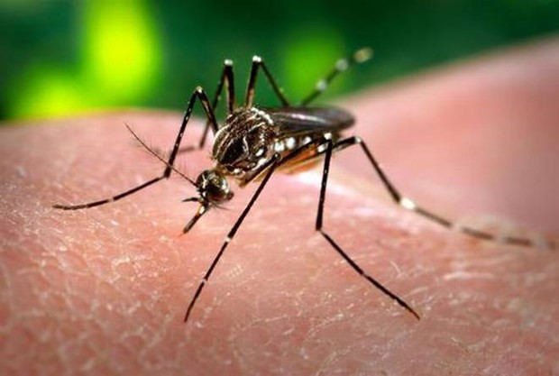 Laos fortalece la prevención y el control del dengue ảnh 1