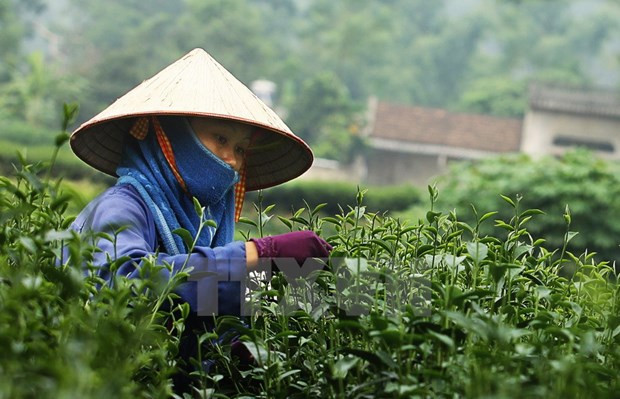 Valor de exportaciones de té de Vietnam a China se dispara ảnh 1
