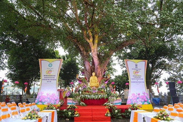 Conmemoran 60 aniversario del obsequio de árbol Bodhi de presidente indio a Vietnam ảnh 1 Conmemoran 60 aniversario del obsequio de árbol Bodhi de presidente indio a Vietnam ảnh 1
