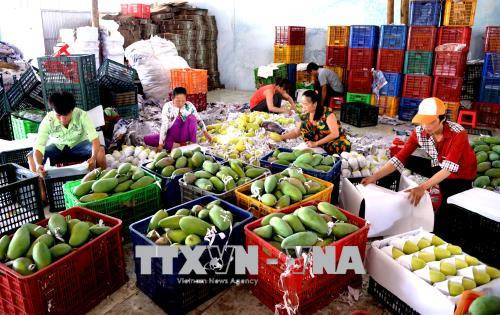 Exportaciones de frutas vietnamitas totalizan 3,85 mil millones de dólares en 2019 ảnh 1