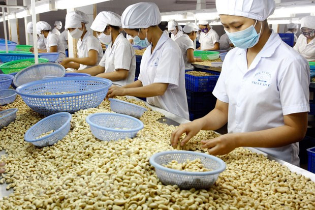 Proyecta Vietnam ingresar cuatro mil millones de dólares por exportaciones de anacardo ảnh 1 Proyecta Vietnam ingresar cuatro mil millones de dólares por exportaciones de anacardo ảnh 1