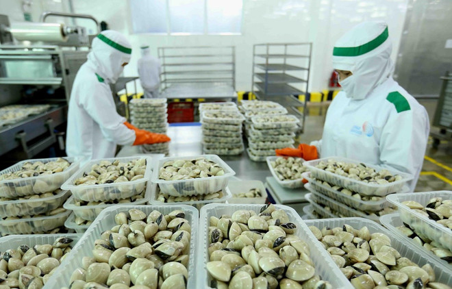 Experimenta Vietnam fuerte crecimiento en sus exportaciones de moluscos bivalvos a la Unión Europea ảnh 1 Experimenta Vietnam fuerte crecimiento en sus exportaciones de moluscos bivalvos a la Unión Europea ảnh 1