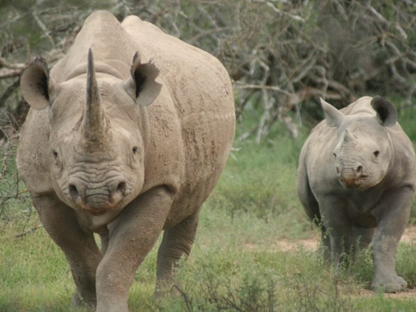 Aduana vietnamita incauta cuernos de rinoceronte procedentes de Sudáfrica ảnh 1 Aduana vietnamita incauta cuernos de rinoceronte procedentes de Sudáfrica ảnh 1