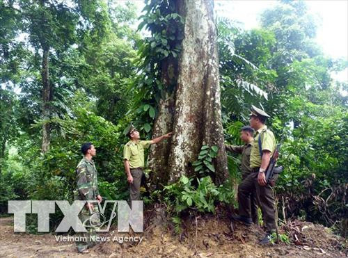 Proyectan recaudar fondo millonario de servicios forestales en Vietnam ảnh 1 Proyectan recaudar fondo millonario de servicios forestales en Vietnam ảnh 1